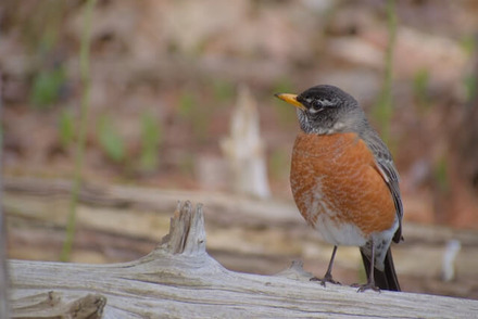 American Robin Birds