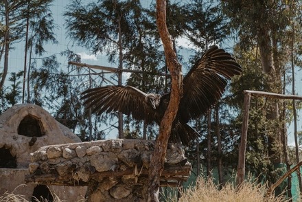 Andean Condor