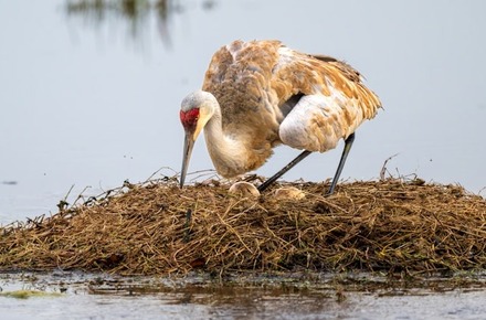 Do Birds Eat Eggs?