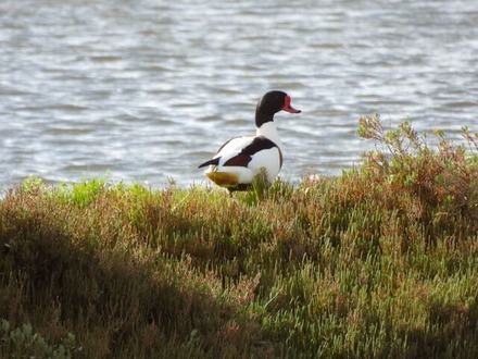 Common Shelduck - Ducks in Spain