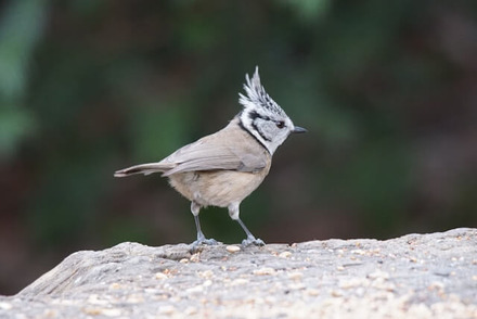 Crested Tit - Crested Woodland Birds