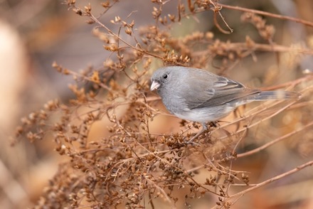 A female Dark-eyed Junco