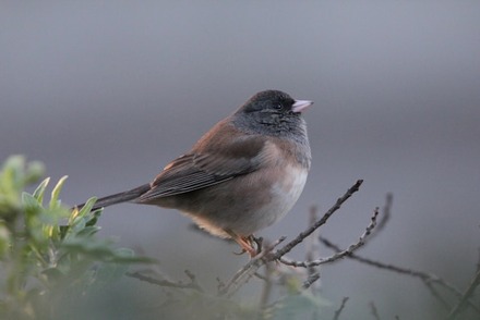 A male Dark-eyed Junco