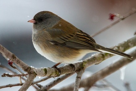 Dark-eyed Junco in Alaska