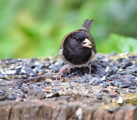 What Do Dark-eyed Juncos Eat?