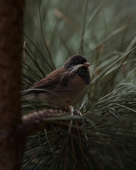 Where Do Dark-eyed Juncos Nest?