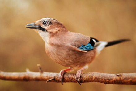 Eurasian Jay