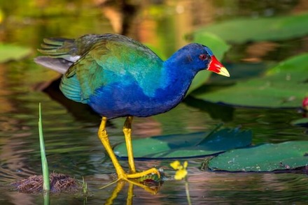 Florida Everglades National Park