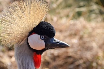 Grey Crowned Crane - Crested Woodland Birds