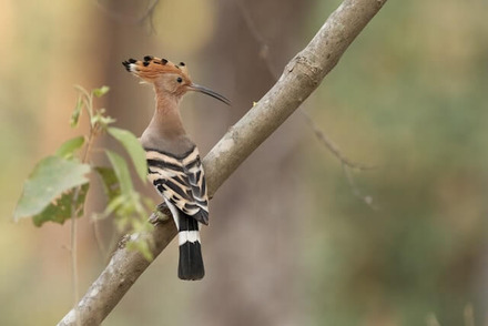 Hoopoe