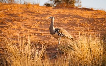 Kori Bustard