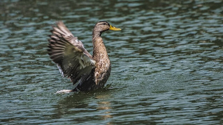 Marbled Duck - Ducks in Spain