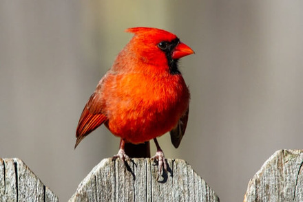 Northern Cardinal - Crested Woodland Birds