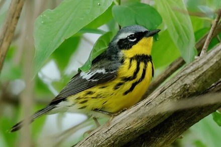 Ohio Magee Marsh Wildlife Area