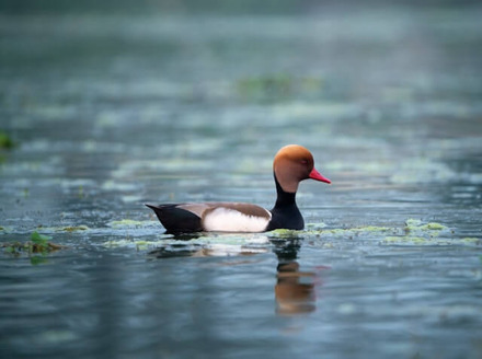 Red-crested Pochard - Ducks in Spain