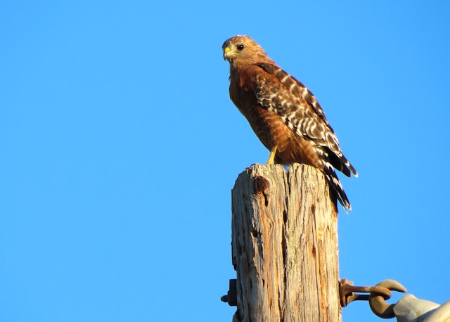 Red-tailed Hawk