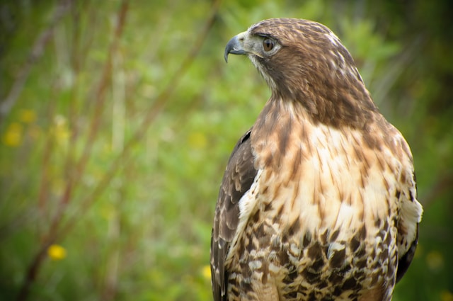 Sharp-shinned Florida Hawk