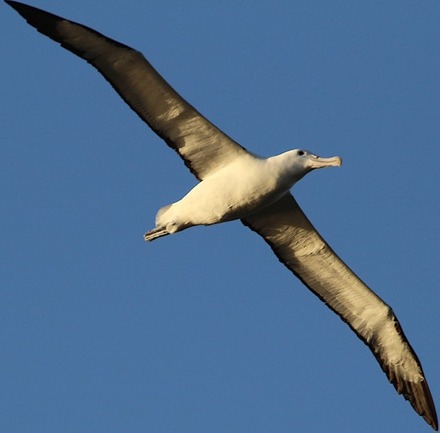 The Albatross - Largest Flying Birds