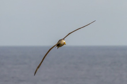 Wandering Albatross - Largest Flying Birds