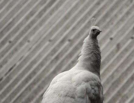 Albino Peacock Cultural