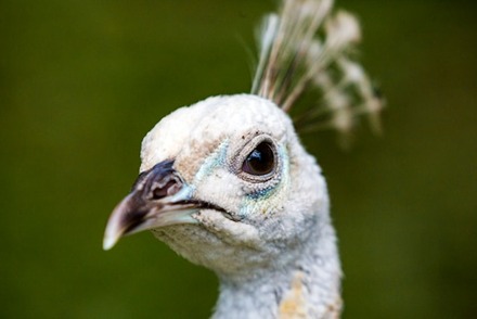 Albino Peacock