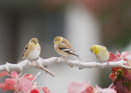 American Goldfinch