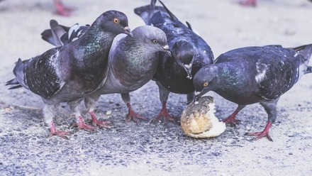 Birds Eat Salt