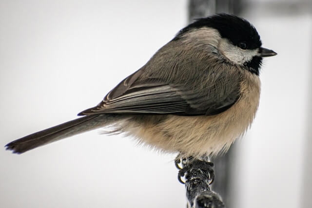 Carolina Chickadee - Backyard Birds in Texas