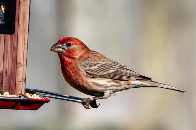 House Finch