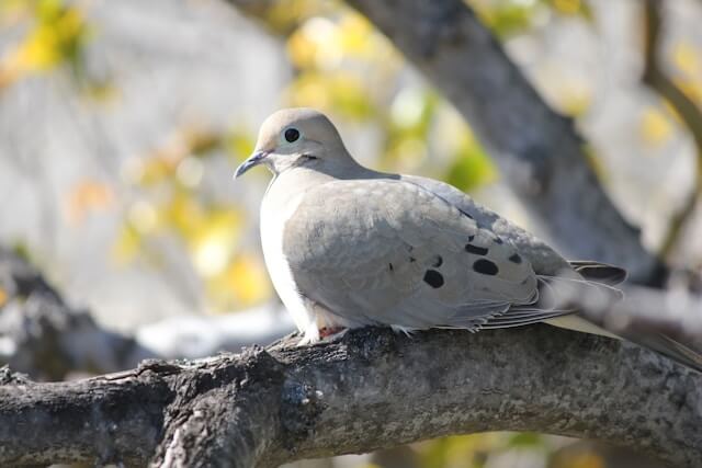 Mourning Dove