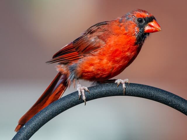 Backyard Birds in Texas