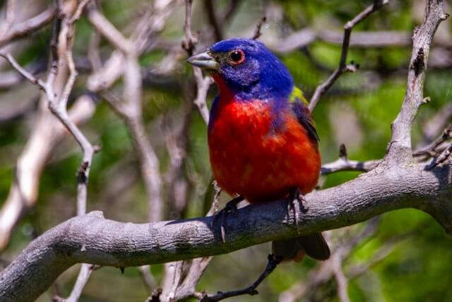 Painted Bunting