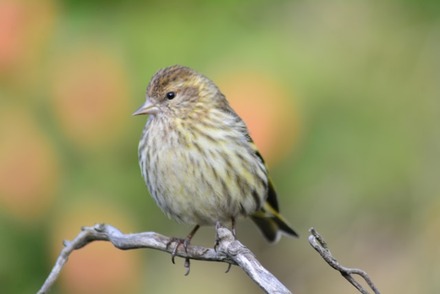 Pine Siskin sitting on a branch