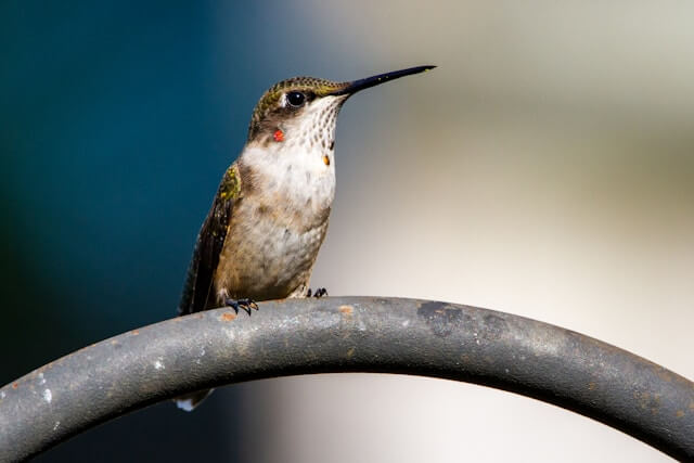 Ruby-throated Hummingbird