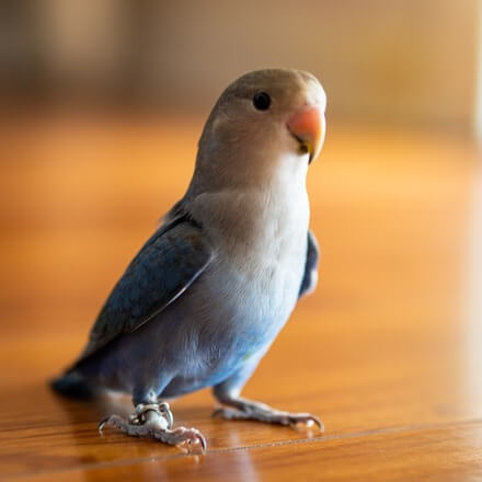 Blue Quaker Bird