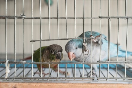 Blue Quaker Parrot